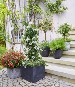 Jasminblütiger Nachtschatten, Stämmchen 8 Jasminblütiger Nachtschatten, Stämmchen -Garten im Freien 8586083 WE MO 001 DipladeniaFuchsie