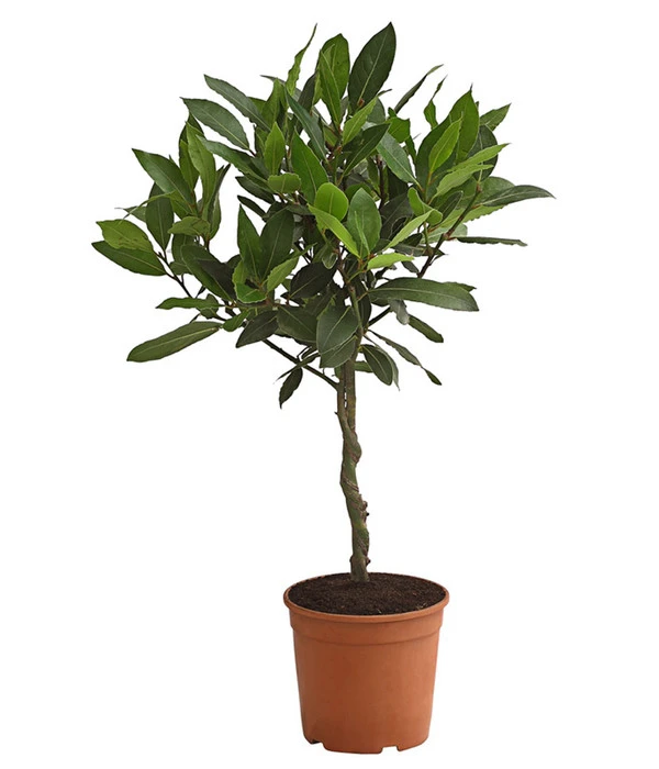 Echter Lorbeer, Stämmchen 3 Echter Lorbeer, Stämmchen