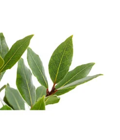 Echter Lorbeer, Stämmchen 9 Echter Lorbeer, Stämmchen -Garten im Freien 8596140 PR DE 001 LorbeerLaurusNobilisStammT18DehnerExpressHerzig