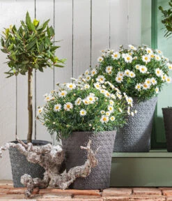 Echter Lorbeer, Stämmchen 8 Echter Lorbeer, Stämmchen -Garten im Freien 8596280 WE MO 001 MargeritenBuschWeissT18 LorbeerStamm