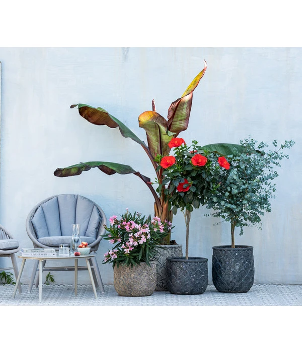 Hibiskus - Garten-Eibisch, Stämmchen 5 Hibiskus - Garten-Eibisch, Stämmchen – Bild 3