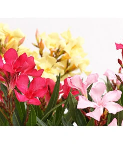Oleander-Trio 10 Oleander-Trio -Garten im Freien 8596843 PR DE 001 OleanderBuschTricolorT19DehnerExpressHerzig