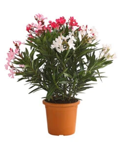 Oleander-Trio 9 Oleander-Trio -Garten im Freien 8596843 PR FS 002 OleanderBuschTricolorT19DehnerExpressHerzig