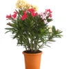 Oleander-Trio -Garten im Freien 8596843 WE FS 001 OleanderBuschTricolorT19DehnerExpressHerzig