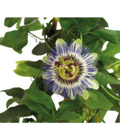 Passionsblume, Pyramide -Garten im Freien 8597122 PR DE 020 PassifloraPassionsblumeT19DehnerHerzig