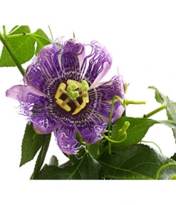 Passionsblume, Pyramide -Garten im Freien 8597122 WE DE 001 PassifloraVerschiedeneSortenT19OWDehnerExpressHerzig