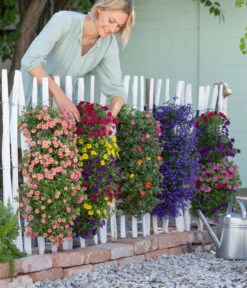 Wandhänger Mit Minihängepetunien-Trio, Verschiedene Farben 8 Wandhänger Mit Minihängepetunien-Trio, Verschiedene Farben -Garten im Freien 8602989 8602997 WE MO 001 BegoniaWandhaenger