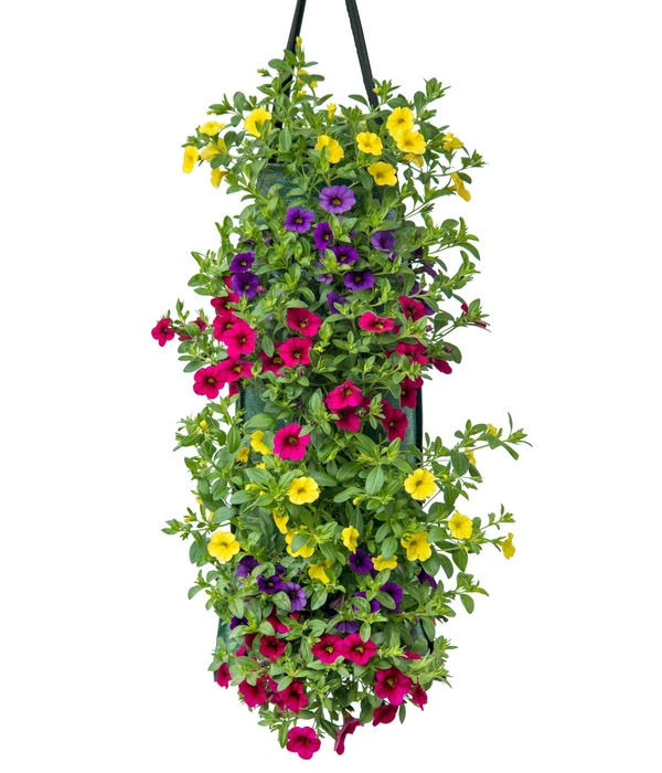 Wandhänger Mit Minihängepetunien-Trio, Verschiedene Farben 3 Wandhänger Mit Minihängepetunien-Trio, Verschiedene Farben