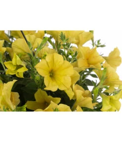 Hängepetunie, Ampel, Verschiedene Farben -Garten im Freien 8606840 WE DE 004 HAENGEPETUNIEMIXAMPT25