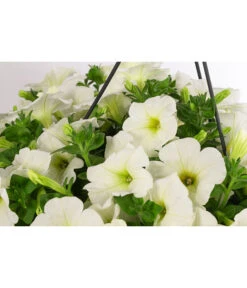 Hängepetunie, Ampel, Verschiedene Farben -Garten im Freien 8606840 WE DE 005 HAENGEPETUNIEMIXAMPT25