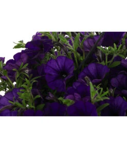 Hängepetunie, Ampel, Verschiedene Farben -Garten im Freien 8606840 WE DE 007 HAENGEPETUNIEMIXAMPT25