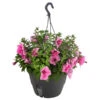 Hängepetunie, Ampel, Verschiedene Farben -Garten im Freien 8606840 WE FS 003 HAENGEPETUNIEMIXAMPT25