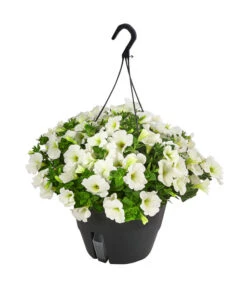 Hängepetunie, Ampel, Verschiedene Farben -Garten im Freien 8606840 WE FS 005 HAENGEPETUNIEMIXAMPT25