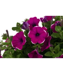 Hängepetunie 'Burgundy Picotee', Ampel -Garten im Freien 8606923 WE DE 001 HaengepetunieBurgundyPicoteeT27