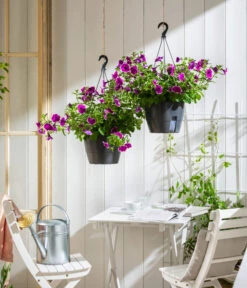 Hängepetunie 'Burgundy Picotee', Ampel -Garten im Freien 8606923 WE MO 001 HaengepetuniePicoteeAmpel