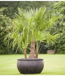 Neu eingetroffen -Garten im Freien 8607855 PR MO 001 Polystone SchaleEmpireBlumentopfBlumenvasePflanztopfHanfpalmeTrachycarpusFortuneiGruppe