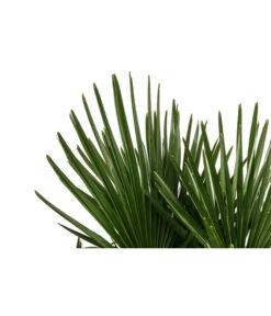 Hanfpalme, Multistamm -Garten im Freien 8607855 WE DE 001 HanfpalmeTrachycarpusFortuneiT36