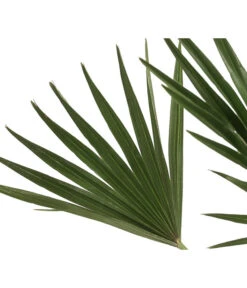 Zwergpalme 'Vulcano' -Garten im Freien 8607905 WE DE 002 ChamaeropsVulcanoT18