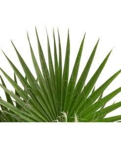 XXL Fächerpalme -Garten im Freien 8608036 WE DE 004 WashingtoniaRobustaT30MexikanischeFaecherpalme