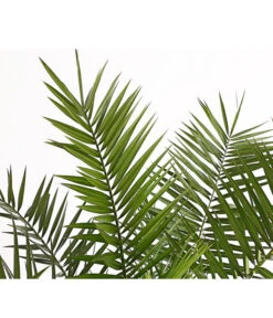 XXL Kanarische Dattelpalme, Ca. 140-160 Cm 11 XXL Kanarische Dattelpalme, Ca. 140-160 Cm -Garten im Freien 8608721 PR DE 001 PhoenixCanariensisT28DehnerExpressHerzig