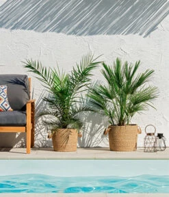 Neu eingetroffen -Garten im Freien 8608721 WE MO 002 ZwergpalmeChamaeropsHumilisKanarischeDattelpalmePhoenixCanariensisUweSauer