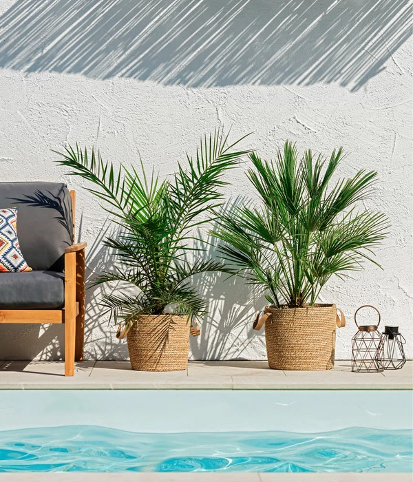 XXL Kanarische Dattelpalme, Ca. 140-160 Cm 4 XXL Kanarische Dattelpalme, Ca. 140-160 Cm – Bild 2