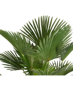 Wagners Hanfpalme -Garten im Freien 8609349 PR DE 001 WagnersHanfpalmeKleineHanfpalmeTrachyWagnerianus25