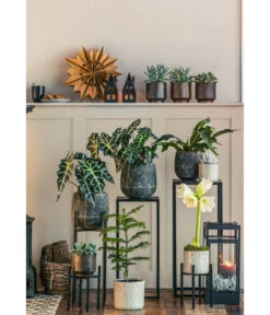 Gefüllte Amaryllis - Hippeastrum, Verschiedene Farben 9 Gefüllte Amaryllis - Hippeastrum, Verschiedene Farben -Garten im Freien 8611253 WE MO 001 ZimmertanneAraucariaAmberSuzeT13 1