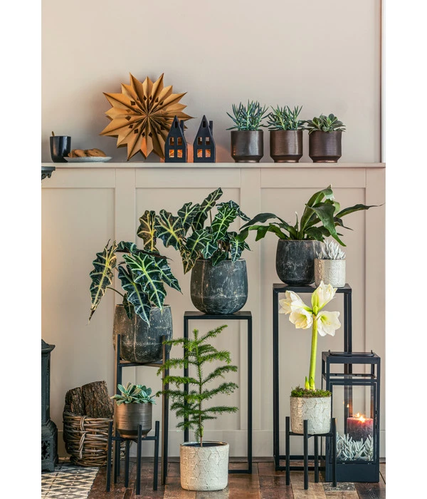 Gefüllte Amaryllis - Hippeastrum, Verschiedene Farben 5 Gefüllte Amaryllis - Hippeastrum, Verschiedene Farben – Bild 3