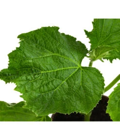 Bio Schlangengurke Im Pottburri®-Topf -Garten im Freien 8611287 WE DE 001 BioPBSchlangengurke