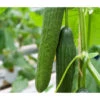 Bio Schlangengurke Im Pottburri®-Topf -Garten im Freien 8611287 WE FS 002 PotburriBioGurkeVonBiolandGurkeVeredelt