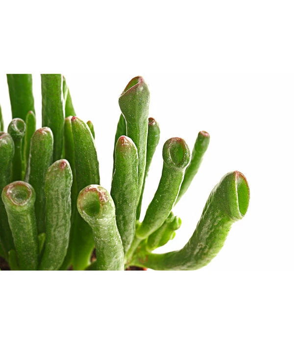 Geldbaum - Crassula Ovata 'Green Star' – Bild 2