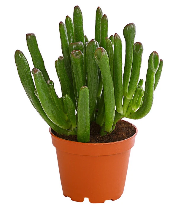 Geldbaum - Crassula Ovata 'Green Star'