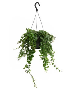 Schamblume - Aeschynanthus 'Pink Polka', Ampel -Garten im Freien 8635385 PR FS 001 AeschynanathusPinkPolkaT18