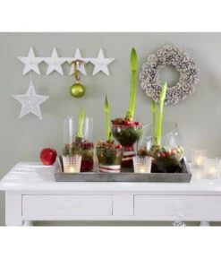 Amaryllis - Hippeastrum-Hybride -Garten im Freien 8646994 8700809 WE MO 001 Amaryllis 009