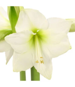 Amaryllis - Hippeastrum-Hybride -Garten im Freien 8646994 WE DE 001 AmaryllisRittersternHippeastrum1TrWeissHerzig