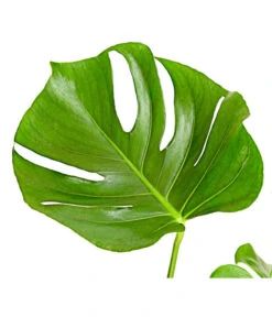 Fensterblatt - Monstera Deliciosa -Garten im Freien 8648255 PR DE 001 FensterblattMonsteraDeliciosaT21DehnerExpressHerzig
