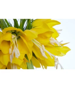 Kaiserkrone -Garten im Freien 8664674 PR DE 001 KaiserkroneFritillariaLuteaT14DehnerExpressZS