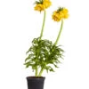 Kaiserkrone 1 Kaiserkrone -Garten im Freien 8664674 PR FS 001 KaiserkroneFritillariaLuteaT14DehnerExpressZS