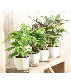 Korbmarante - Calathea Picturata -Garten im Freien 8666083 PR MO 001 KorbmarantheCalatheaLeopardinaT12DehnerExpressHerzig