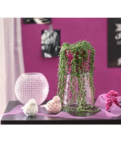 Erbsenpflanze - Senecio Rowleyanus -Garten im Freien 8677924 PR MO 001 SenecioRowleyanusT11DehnerExpressHerzig