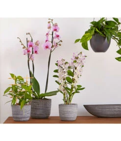 Efeutute - Epipremnum Aureum 'Torro', Ampel 8 Efeutute - Epipremnum Aureum 'Torro', Ampel -Garten im Freien 8687071 PR MO 002 8687063 8250045 8660045 DendrobiumUveSauer