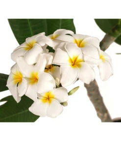 Neu eingetroffen -Garten im Freien 8691180 WE DE 001 PlumeriaT18MixOstroFrangipani