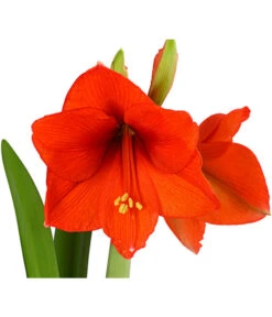 Amaryllis - Hippeastrum-Hybride -Garten im Freien 8700809 PR DE 001 AmaryllisHippeastrum2TrieberT13DehnerExpressHerzig