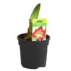 Amaryllis - Hippeastrum-Hybride -Garten im Freien 8700809 PR FS 001 HippeastrumExoticStriped2TrDehnerExpressHerzig