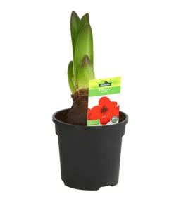 Amaryllis - Hippeastrum-Hybride -Garten im Freien 8700809 PR FS 003 HippeastrumRoyalRed2TrDehnerExpressHerzig