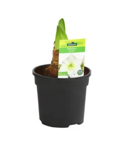 Amaryllis - Hippeastrum-Hybride -Garten im Freien 8700809 PR FS 004 HippeastrumArcticWithe2TrDehnerExpressHerzig