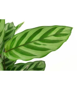 Korbmarante - Calathea 'Freddy' -Garten im Freien 8712549 PR DE 001 CalatheaFreddyT12 DehnerExpressHerzig