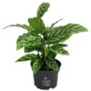 Korbmarante - Calathea 'Freddy' -Garten im Freien 8712549 PR FS 001 CalatheaFreddyT12 DehnerExpressHerzig