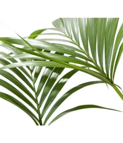 Kentiapalme - Howea Forsteriana 7 Kentiapalme - Howea Forsteriana -Garten im Freien 8718660 BildD 001 KentiapalmeHoweaForsteriana